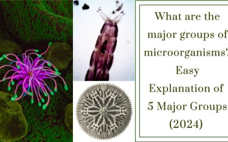 What are the major groups of microorganisms? : Easy Explanation of  5 Major Groups (2024)